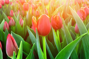 新星的惊艳亮相，2026世界杯谁将一鸣惊人